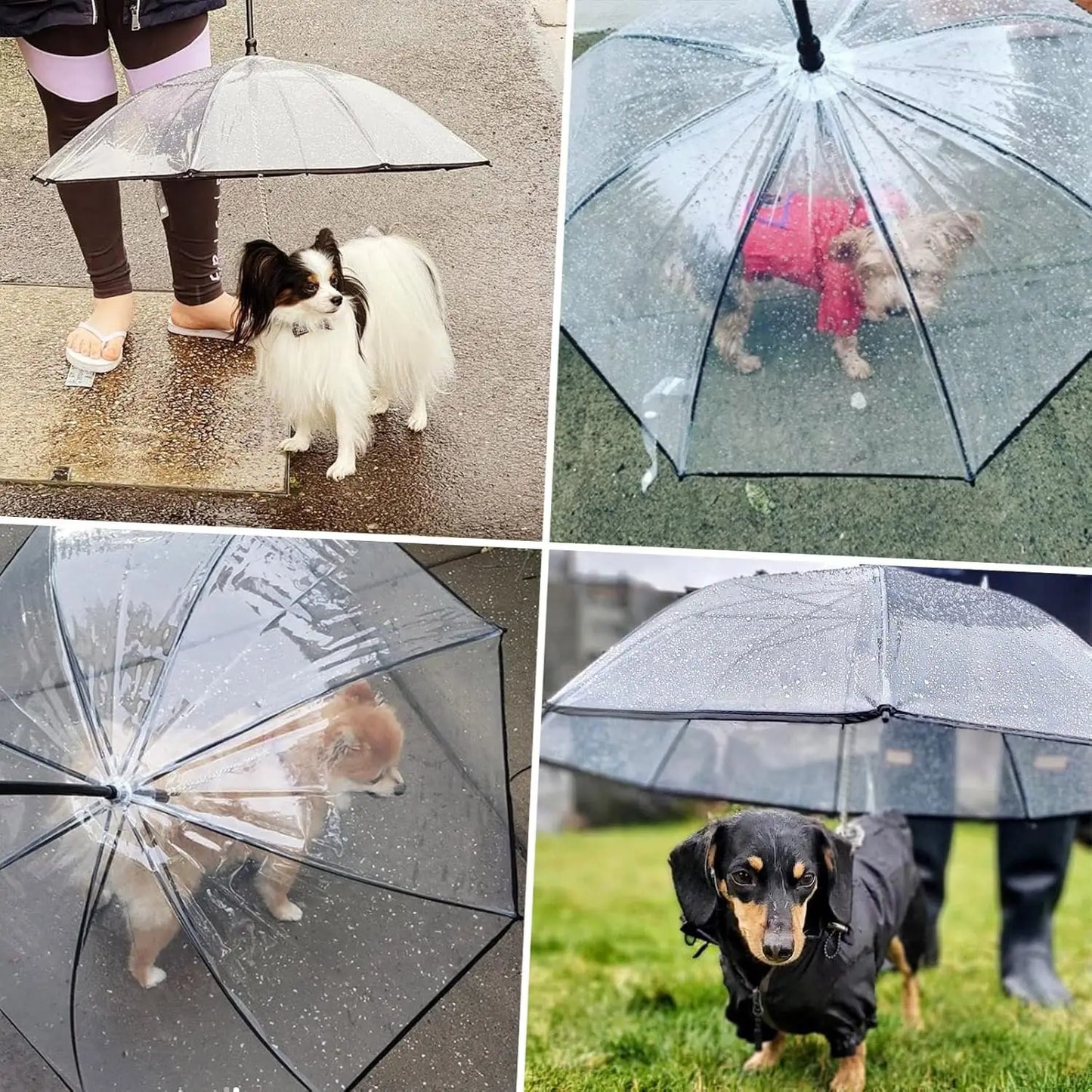 RainPaw - Der Regenschirm mit Hundeleine